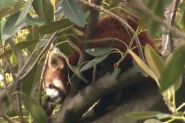 Сбежавшую красную панду снимали с дерева в Австралии