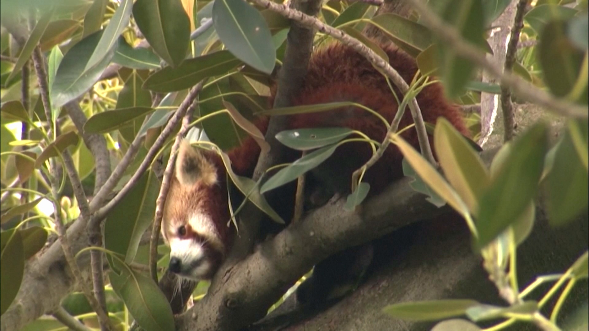 Сбежавшую красную панду снимали с дерева в Австралии