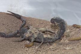 Турок выращивает скорпионов, чтобы получать дорогой яд