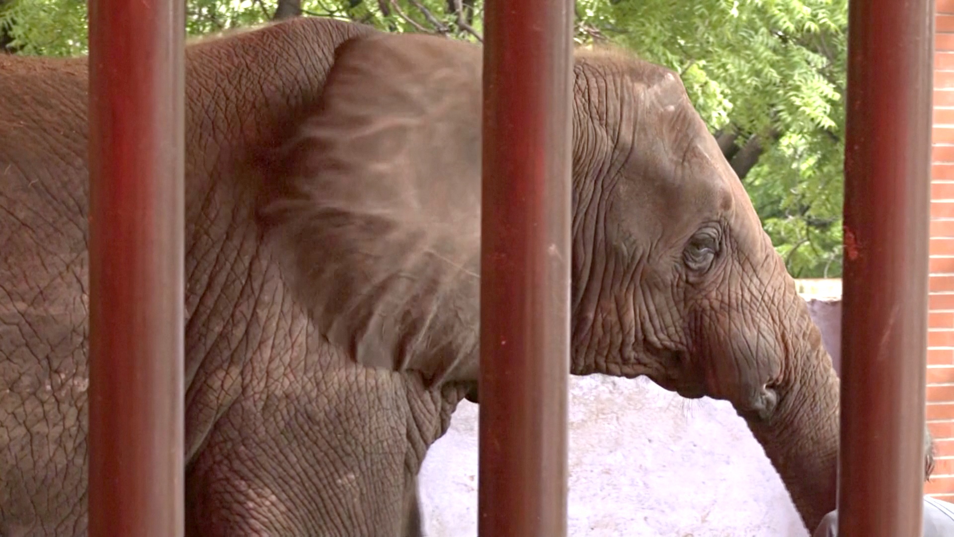 Как «дантисты» спасали слона от многолетней боли