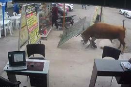Как сбежавший бык крушил всё вокруг в столице Перу