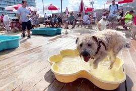 Кафе с бассейнами для собак работает в США