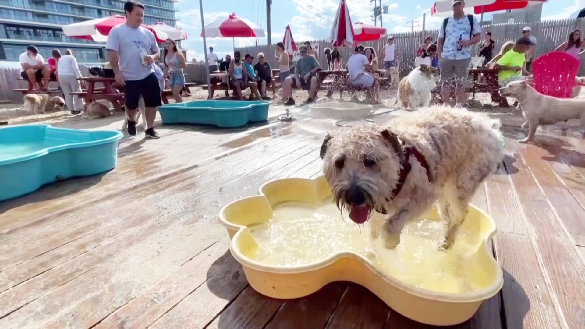Кафе с бассейнами для собак работает в США