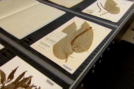 В Австралии хотят оцифровать гербарий с миллионом образцов за 9 месяцев