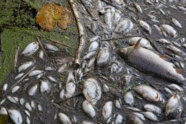 «Видишь это в фильмах-катастрофах»: жители польской деревни – о гибели рыбы в Одре