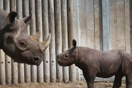 Случаев нелегальной охоты на носорогов становится меньше