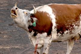 «Исчезла вся трава»: скотоводы США пускают коров на убой из-за засухи