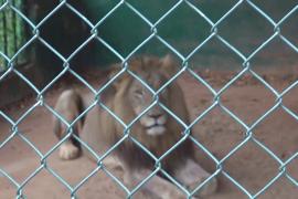 Лев загрыз посетителя в зоопарке Аккры