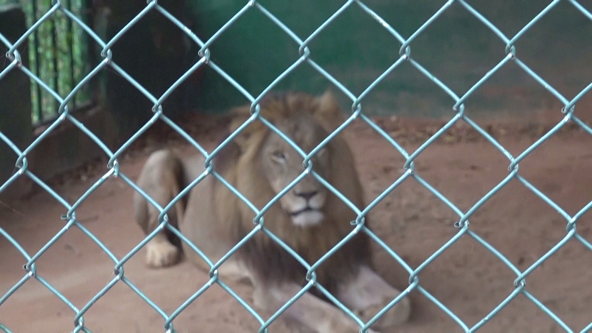 Лев загрыз посетителя в зоопарке Аккры