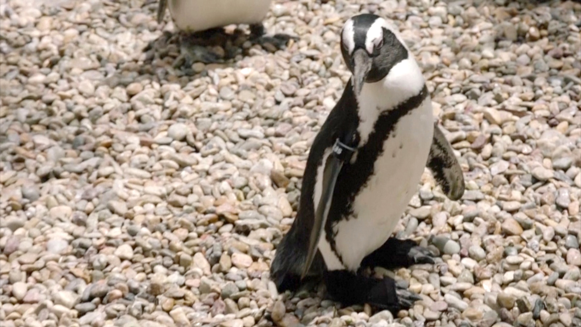 Хромому пингвину пошили ортопедические ботинки
