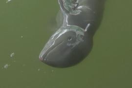 Спасённого дельфинёнка выхаживает команда ветеринаров в Таиланде