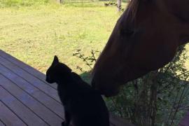 Первым другом кота из приюта стала лошадь