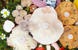 Художница удивляет яркими композициями из разноцветных грибов. Фото