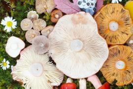 Художница удивляет яркими композициями из разноцветных грибов. Фото