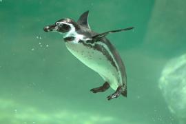 Самый старый малый пингвин в Австралии до сих пор воспитывает птенцов