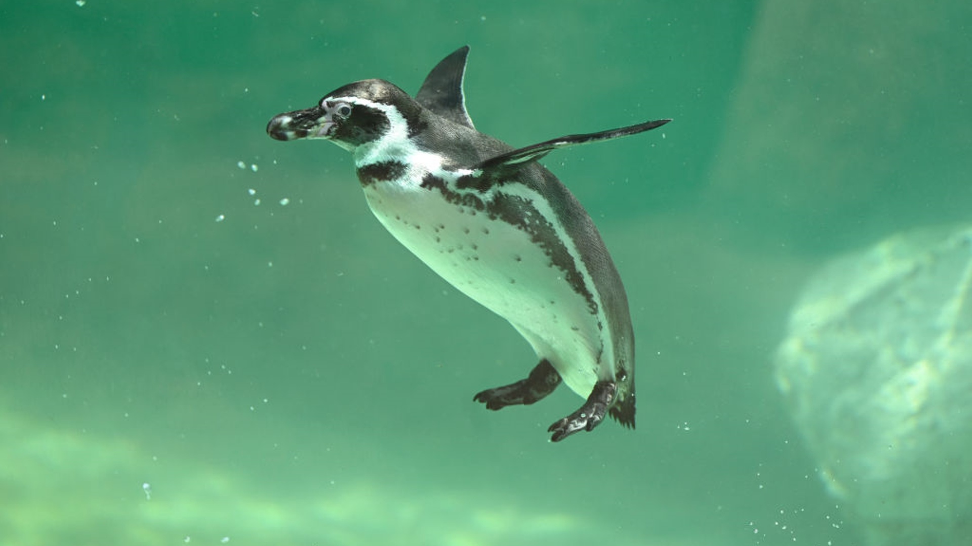 Самый старый малый пингвин в Австралии до сих пор воспитывает птенцов