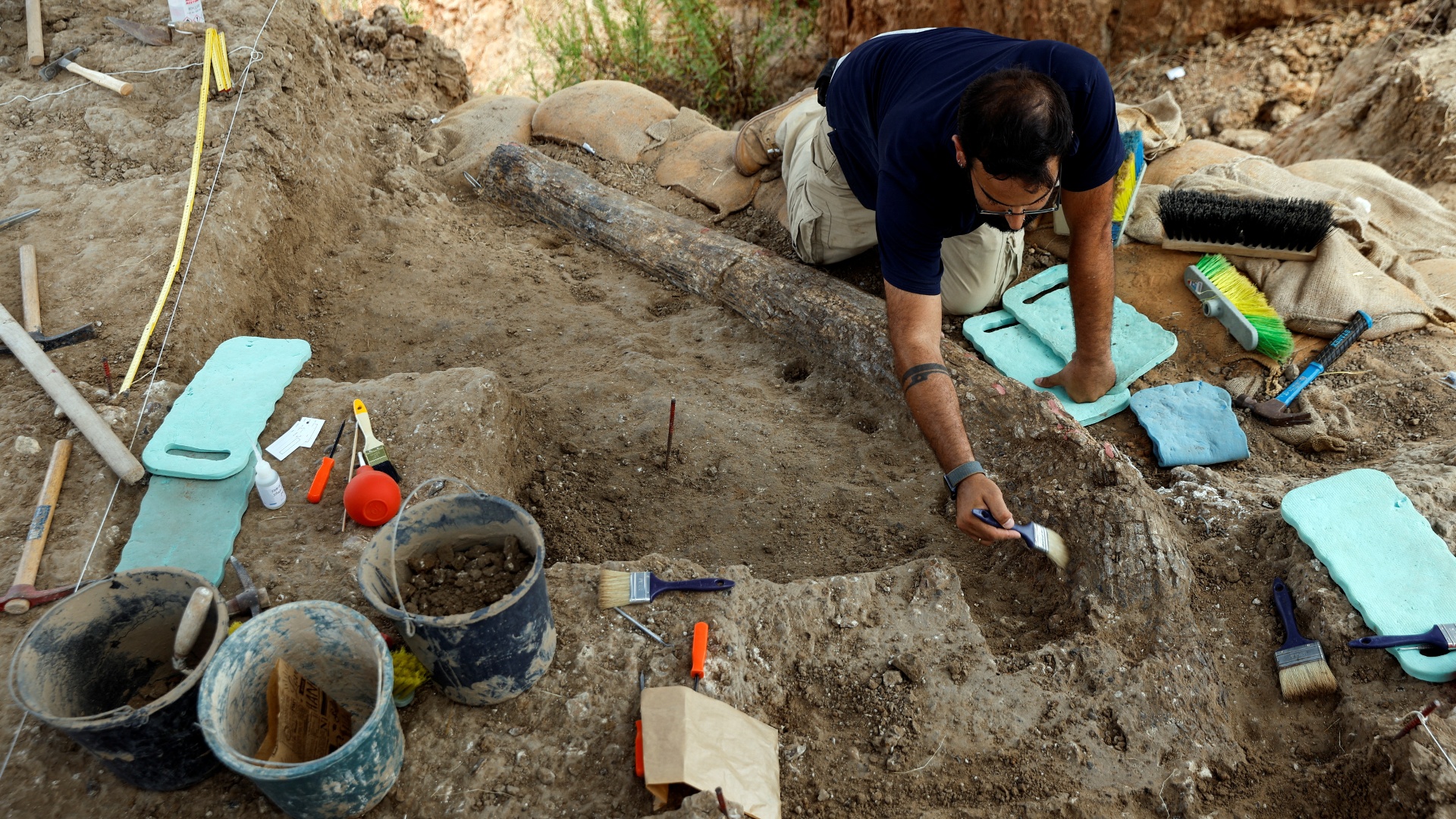 Бивень гигантского древнего слона нашли в Израиле
