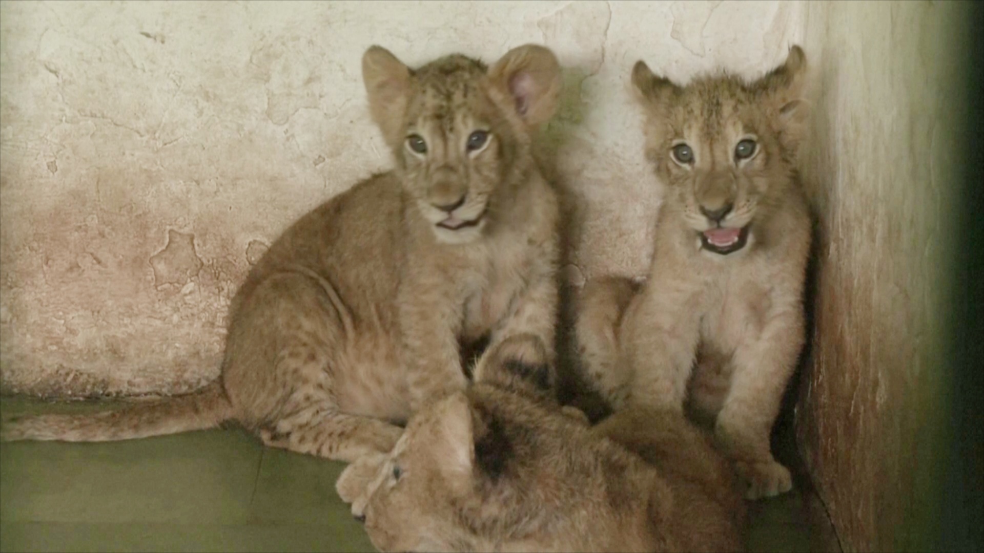 Трое азиатских львят готовятся к дебюту в зоопарке Индии