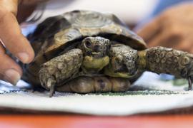 Самой старой в мире двухголовой черепахе исполнилось 25 лет