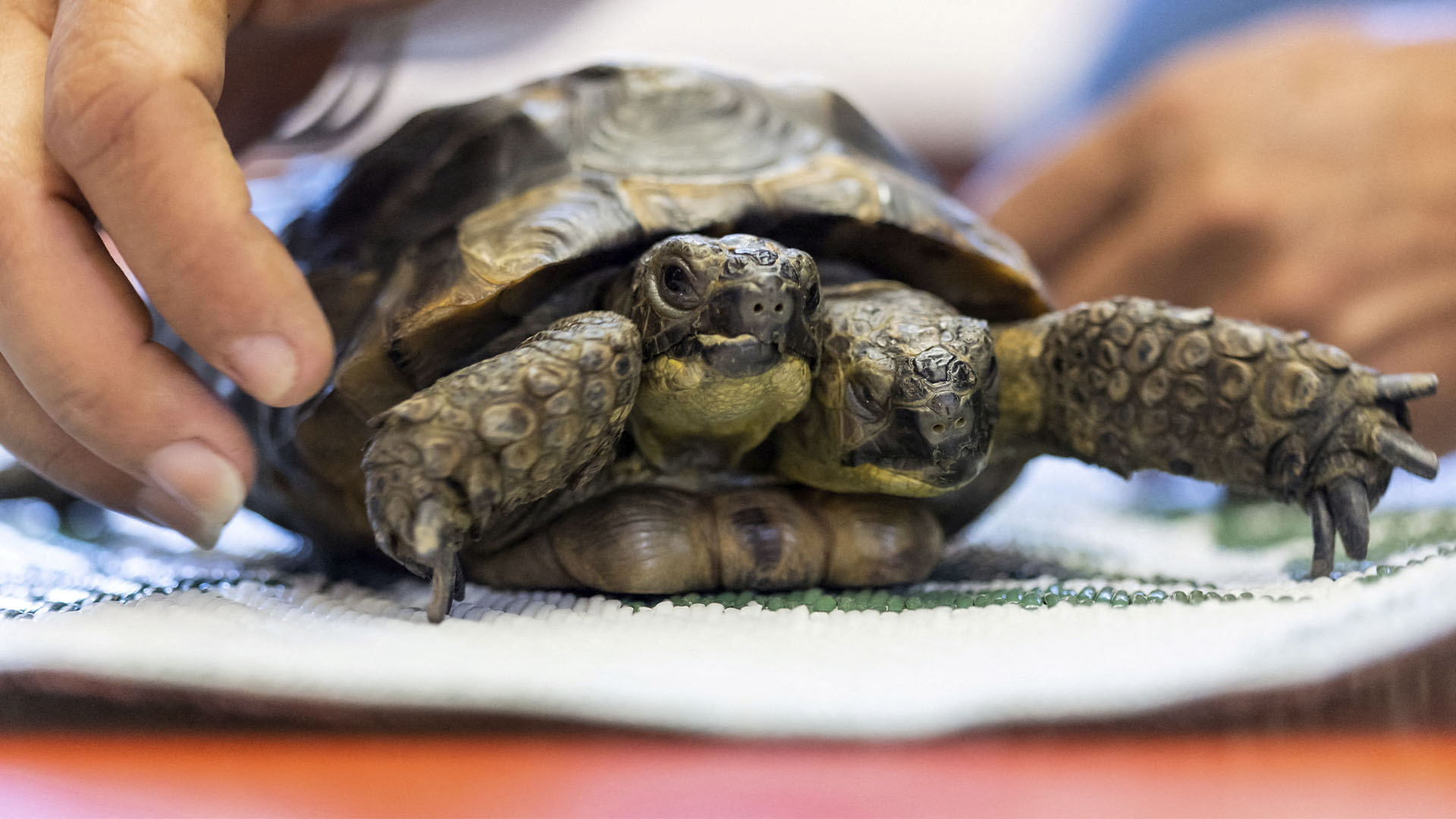 Самой старой в мире двухголовой черепахе исполнилось 25 лет