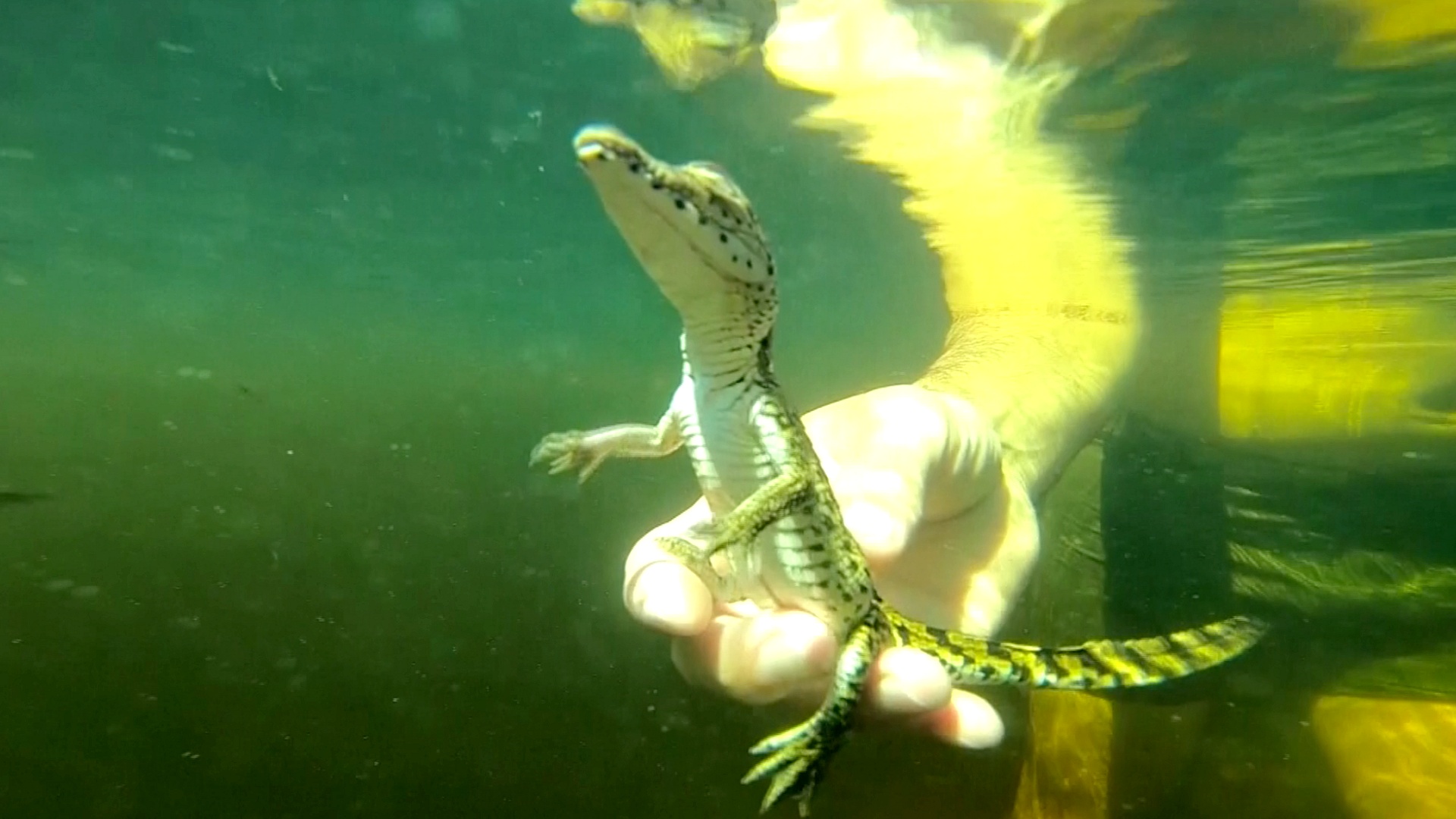 Как на Кубе разводят самых редких крокодилов в мире