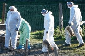 Необычная волна птичьего гриппа во Франции обеспокоила учёных