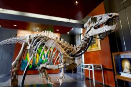 Скелет игуанодонта планируют продать за $500 000 на аукционе в Париже