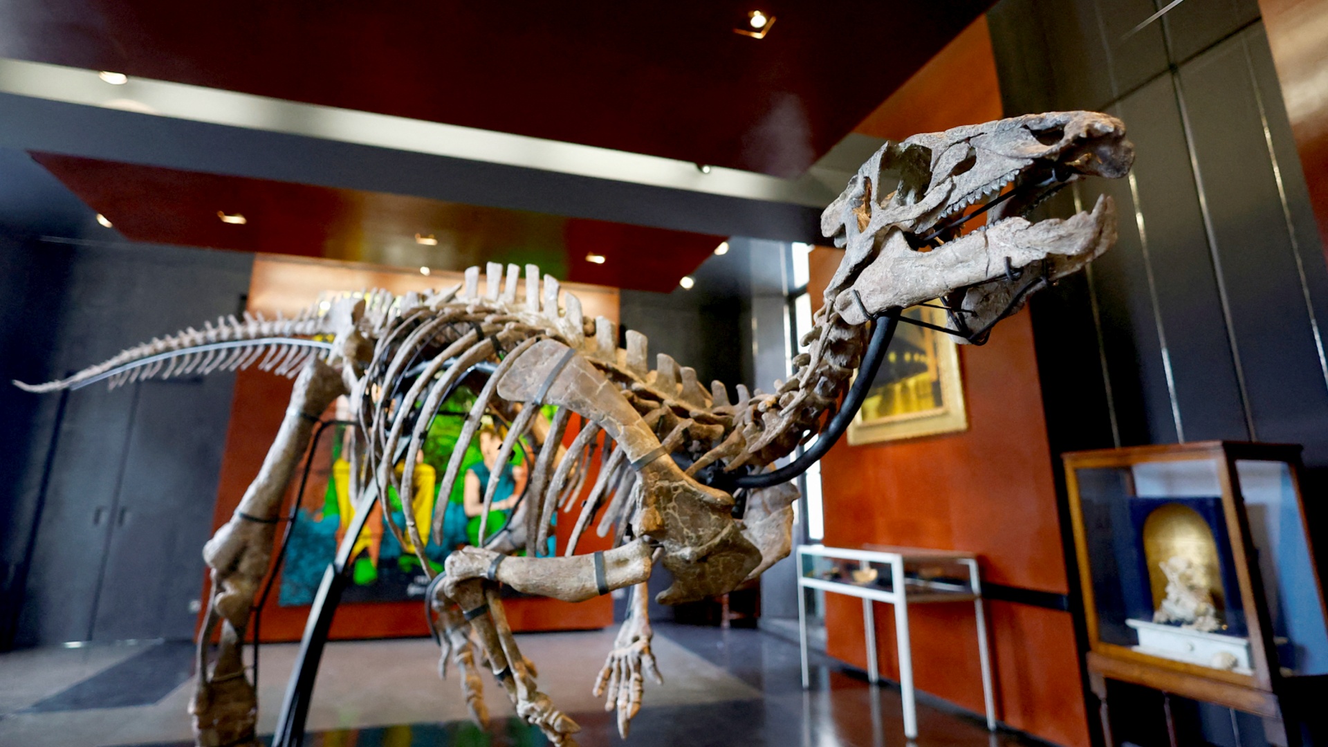 Скелет игуанодонта планируют продать за $500 000 на аукционе в Париже