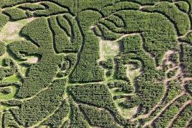 Самый большой в мире: лабиринт на кукурузном поле в США посвятили Джеймсу Бонду
