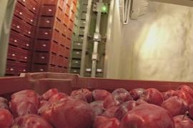 Зачем фермеры Италии хранят урожай яблок в пещерах