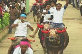 Гонки на буйволах вернулись в Камбоджу