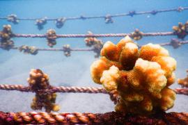 Кораллы Галапагосских островов: как восстановить хрупкую экосистему