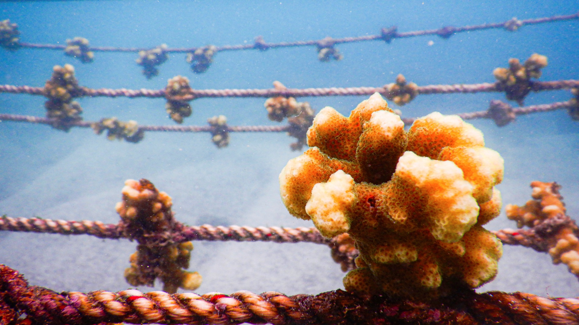 Кораллы Галапагосских островов: как восстановить хрупкую экосистему