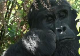 Как дети спасают горилл в ДР Конго