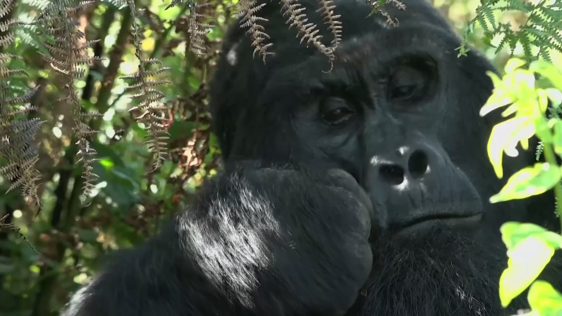 Как дети спасают горилл в ДР Конго