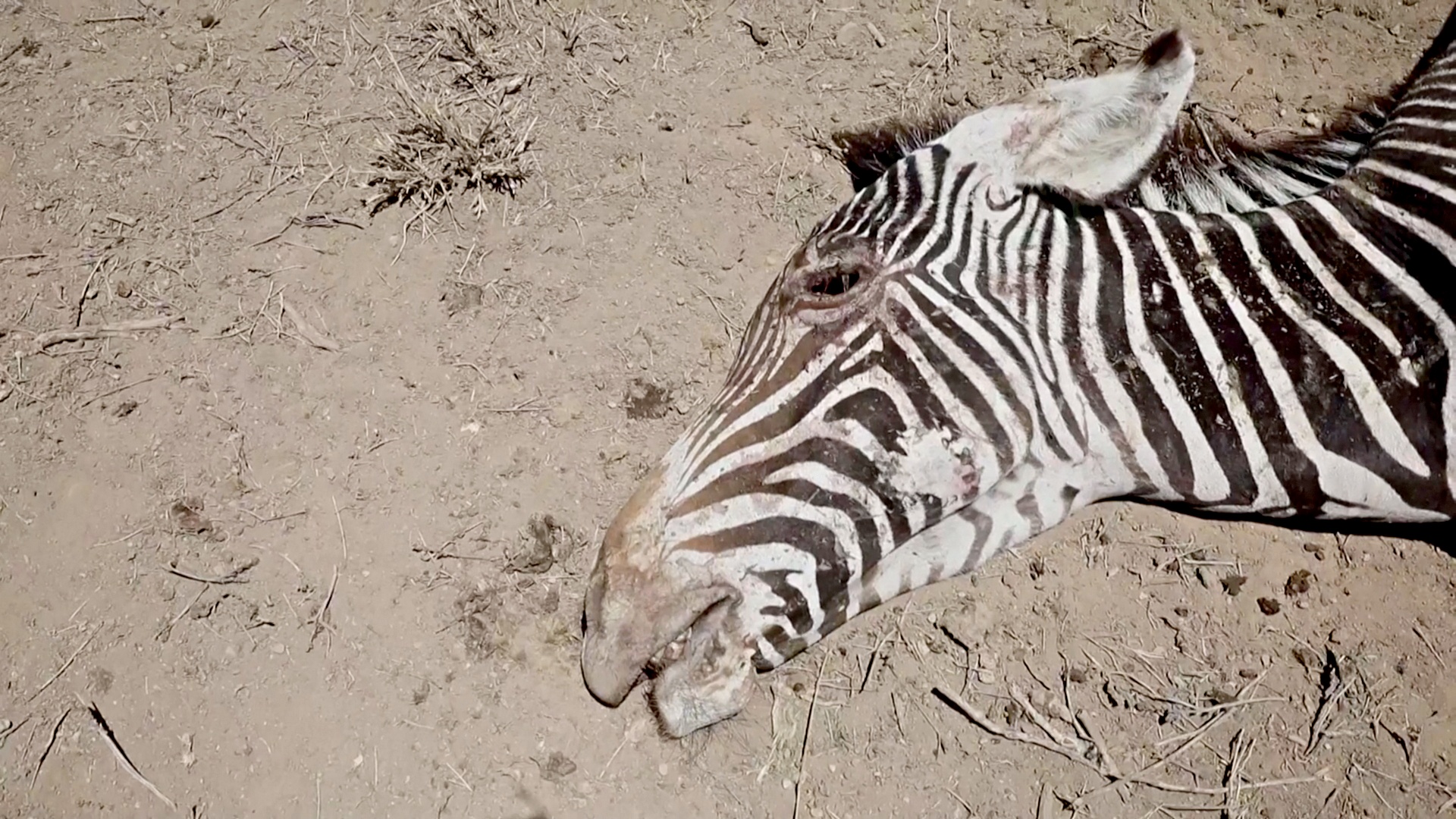 Засуха убивает редких животных в Кении