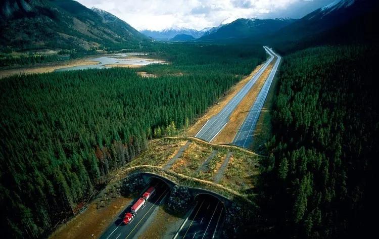 Какие мосты для животных строят через автострады
