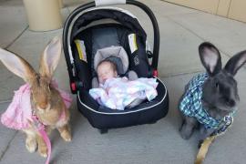 Гигантская пара кроликов опекает маленькую девочку