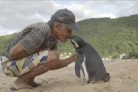Пингвин ради встречи с другом проплывает 8 тысяч километров