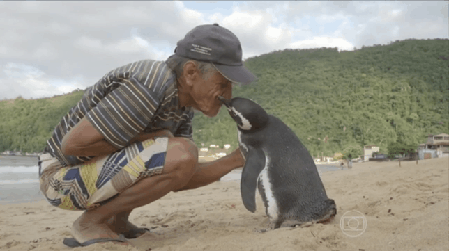 Пингвин ради встречи с другом проплывает 8 тысяч километров