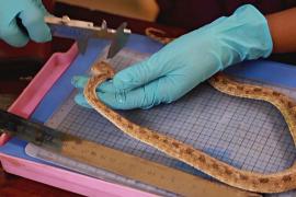 Змеи и скорпионы стали чаще кусать людей в сезон дождей в Судане