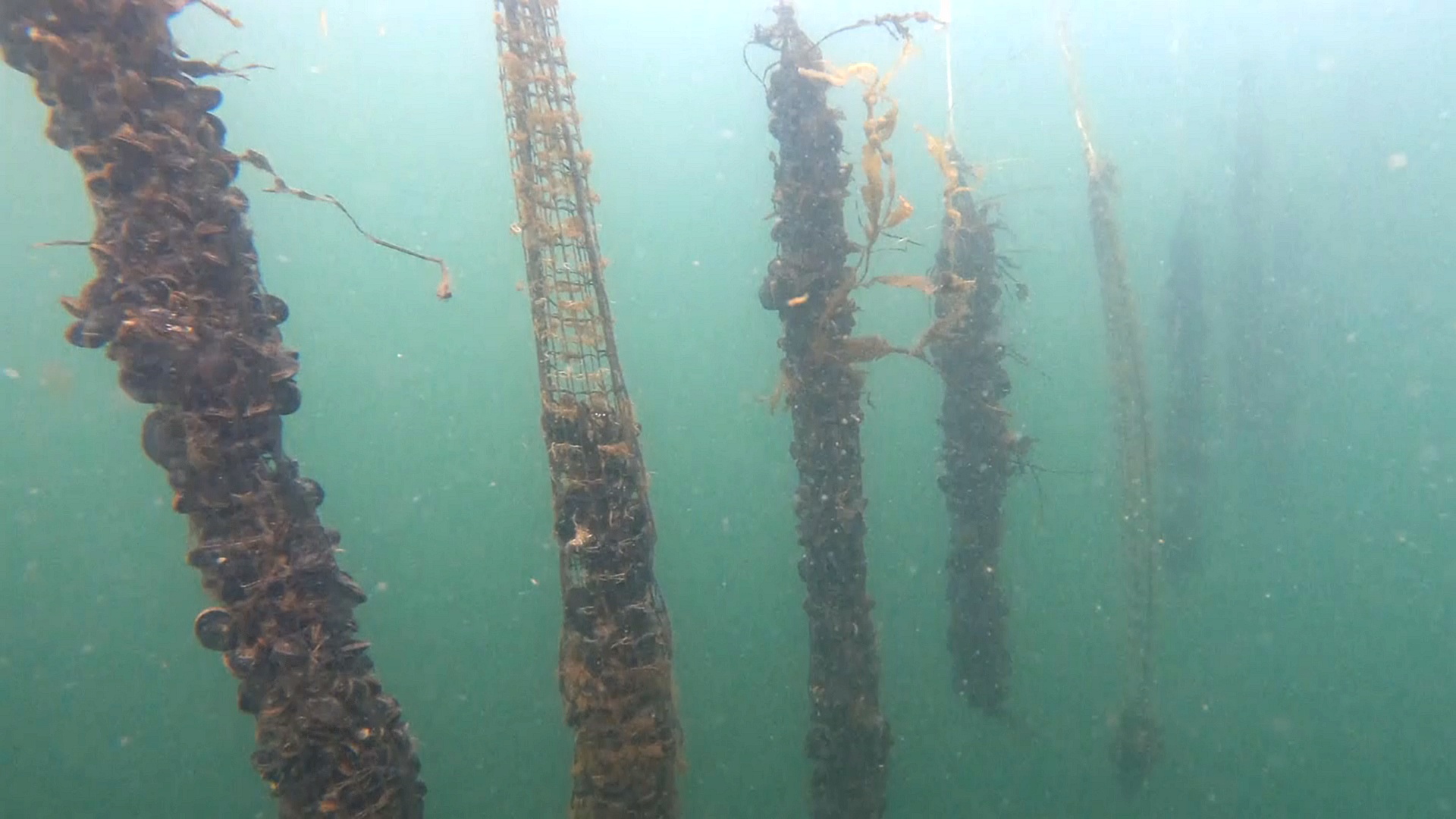 Морские огороды становятся всё популярнее среди датчан Морские огороды становятся всё популярнее среди датчан