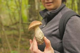 Небывалый урожай: ливни принесли во Францию и Швейцарию обилие грибов
