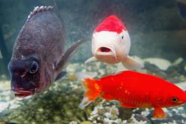 Подводные камни мировой торговли аквариумной рыбой