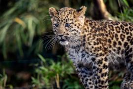Редких амурских леопардов защищают от пожаров на Дальнем Востоке России