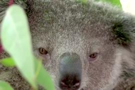 Австралия намерена остановить исчезновение 110 видов животных и растений