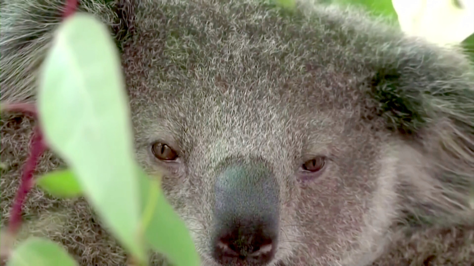 Австралия намерена остановить исчезновение 110 видов животных и растений