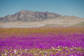 Нацпарк «Цветущая пустыня» создадут в чилийской Атакаме