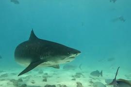 Популяцию тигровых акул возле Мальдив изучат исследователи