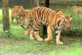 Редких бенгальских тигрят впервые показали публике в зоопарке в Индии